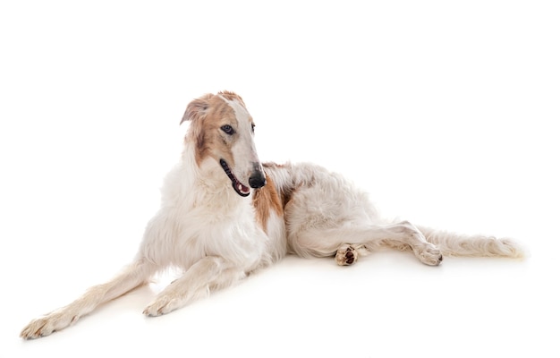 Borzoi joven aislado en blanco