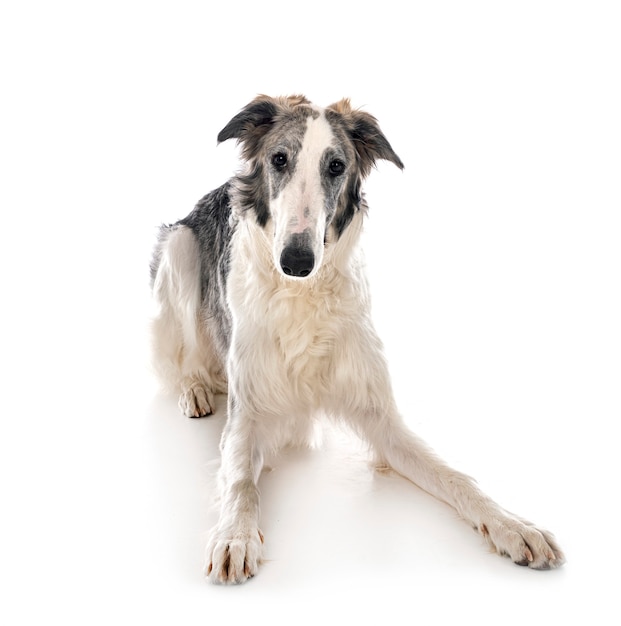 Borzoi joven aislado en blanco