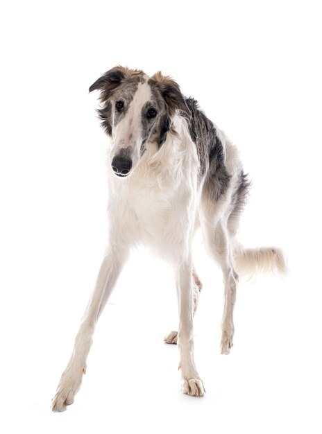 Borzoi joven aislado en blanco