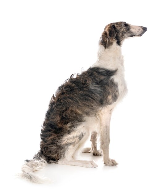 Borzoi joven aislado en blanco