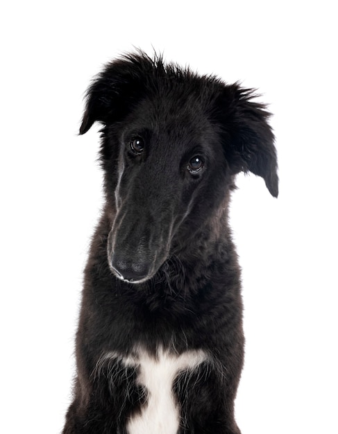 Borzoi joven delante de un fondo blanco