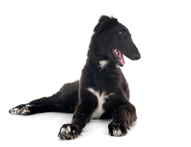 Borzoi joven delante de un fondo blanco