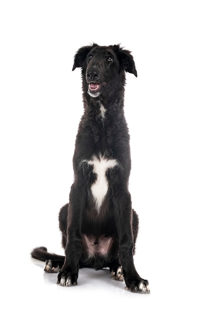 Borzoi joven delante de un fondo blanco