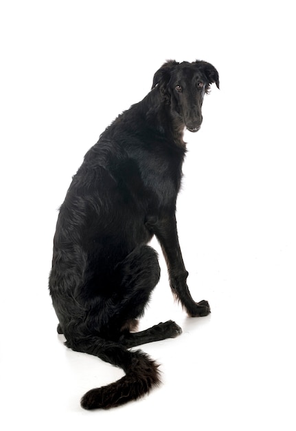 Borzoi joven delante de un fondo blanco