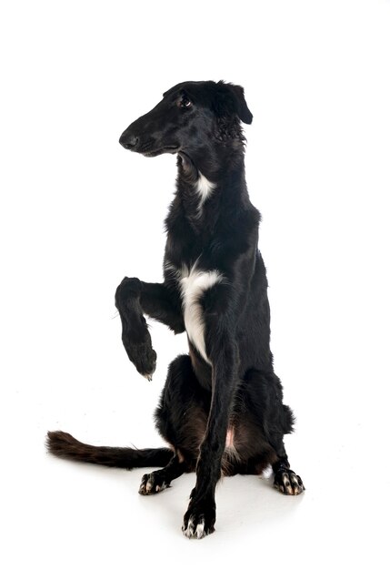 Borzoi joven delante de un fondo blanco