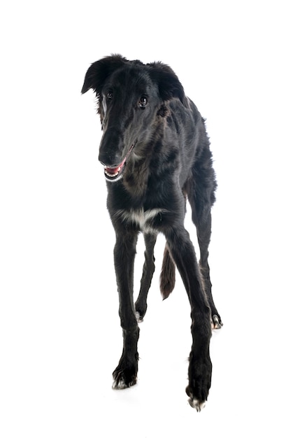 Borzoi joven delante de un fondo blanco