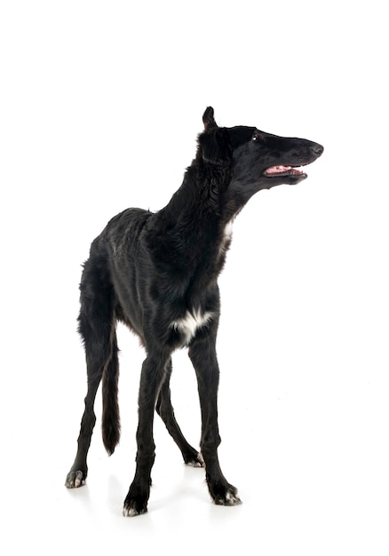 Borzoi joven delante de un fondo blanco