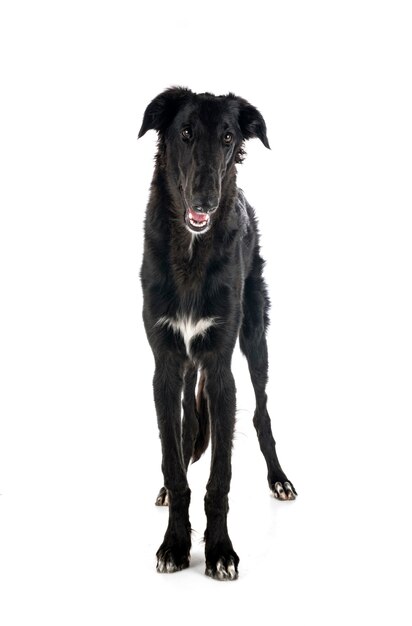 Borzoi joven delante de un fondo blanco