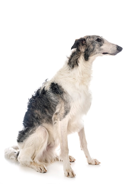 Borzoi joven delante de la pared blanca