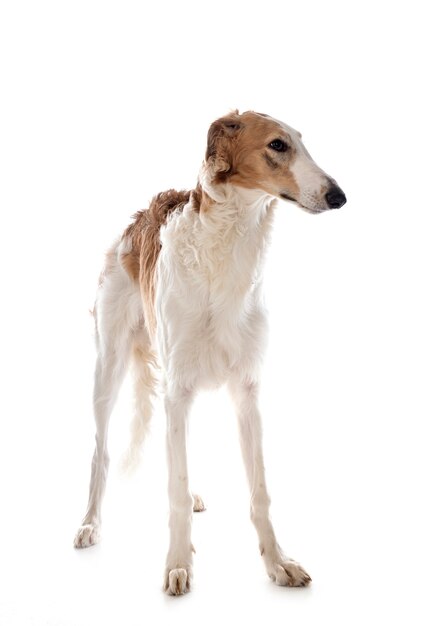 Borzoi joven delante de la superficie blanca