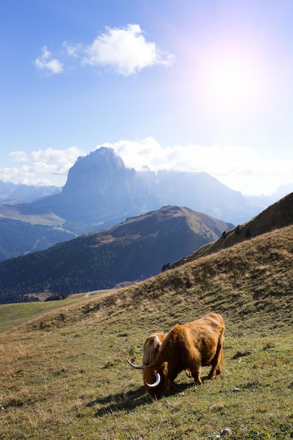 Bos mutus in den Bergen Dolomiten und Blick auf das Tal, Italien. Seceda