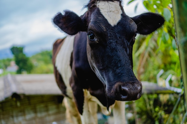 Foto bos primigenius taurus vaca en una granja mirando a la cámara