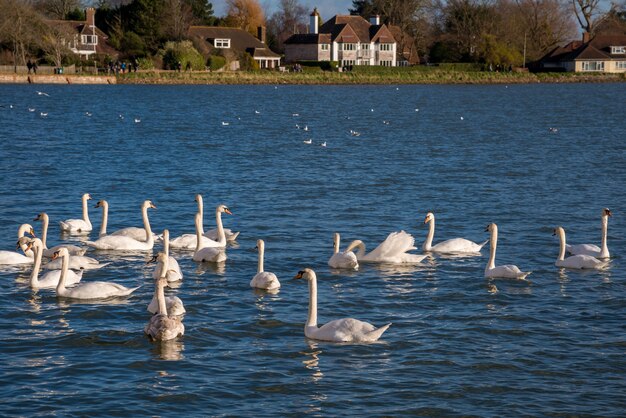 BOSHAM, WEST SUSSEX / REINO UNIDO - 1 de enero: Una reunión de cisnes mudos en Bosham West Sussex el 1 de enero de 2013. Personas no identificadas