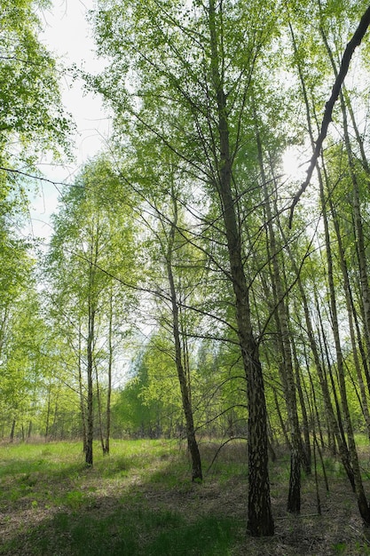 Bosque de abedul denso bosque verde con bosque de primavera de abedul joven