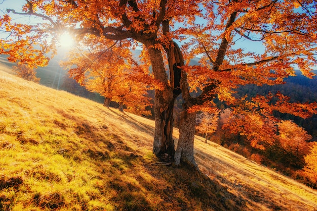 Bosque de abedul en la tarde soleada, mientras que la temporada de otoño.