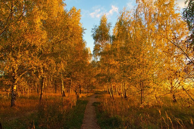 Bosque de abedules en las afueras de Berlín en otoño