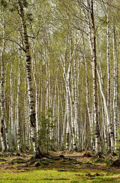 Bosque de abedules en el bosque mixto