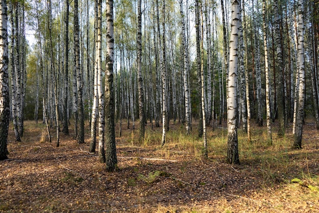 Un bosque de abedules en el bosque en otoño.