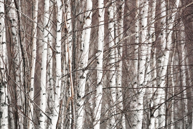 bosque de abedules del bosque primaveral sin hojas en abril contra un cielo azul