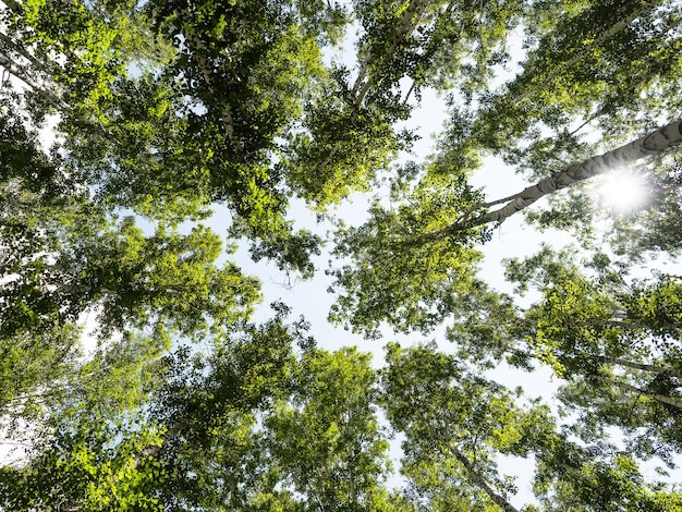 Bosque de abedules Las copas de los abedules y el cielo