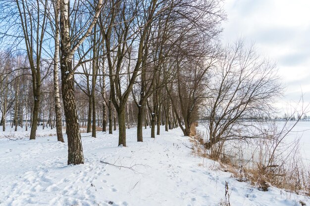 El bosque de abedules crece en el parque a lo largo del lago Hermoso paisaje invernal cerca del río Ventisqueros y nieve fresca y esponjosa en un día soleado y helado