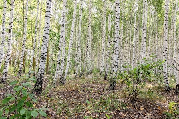 Bosque de abedules en un día soleado de verano, paisaje de verano, fondo abstracto