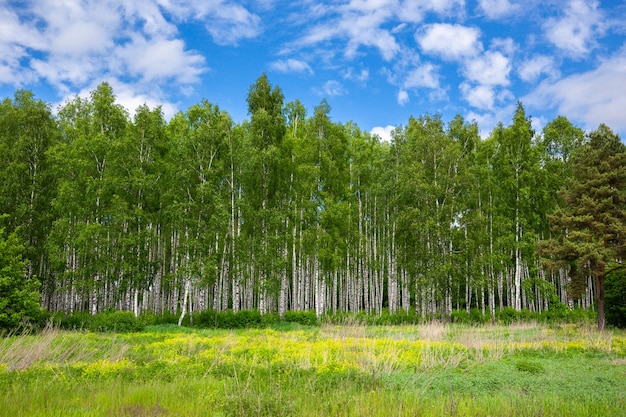 Bosque de abedules en un día soleado de verano.