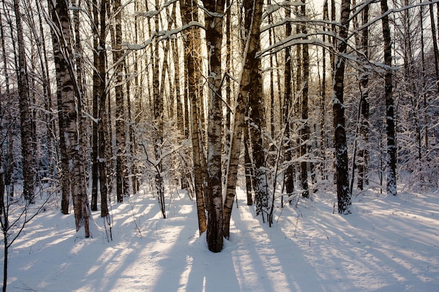 Bosque de abedules helado de invierno cubierto de nieve con luz solar de fondo