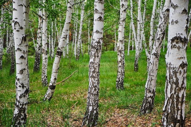 Bosque de abedules hermosa naturaleza en verano