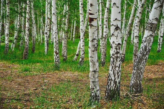 Bosque de abedules hermosa naturaleza en verano