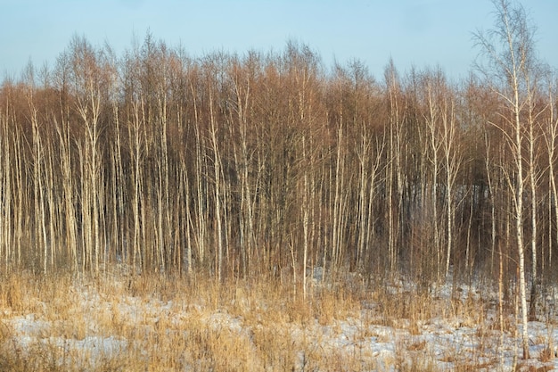 Bosque de abedules de invierno cerca del paisaje nevado soleado