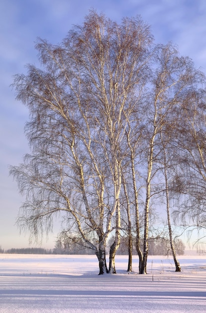 Bosque de abedules en invierno Árboles desnudos por la mañana entre ventisqueros bajo un cielo azul