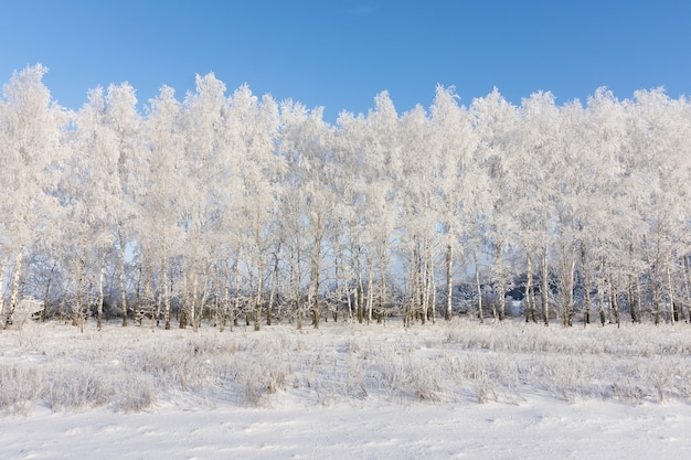 Bosque de abedules en invierno