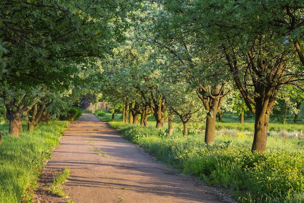 Bosque de abedules a la luz del sol