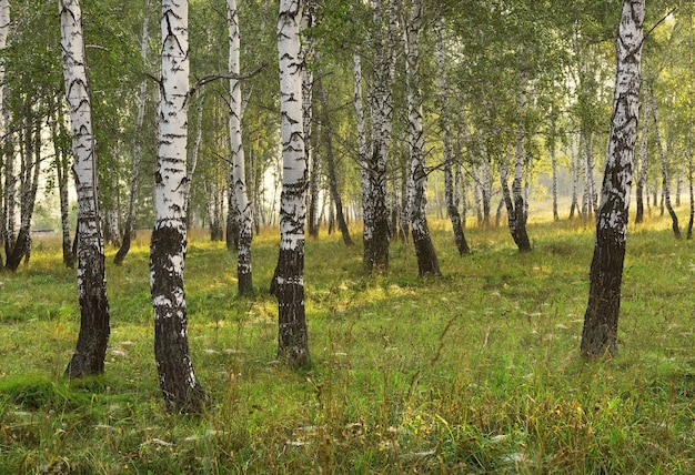 Bosque de abedules en una mañana de verano