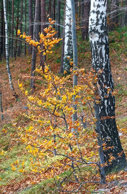 Bosque de abedules de montaña otoñal (Ucrania)