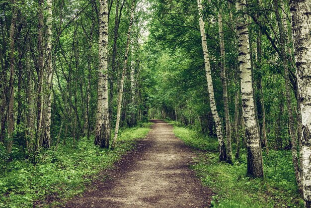 Bosque de abedules oscuros