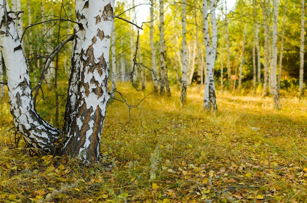 Bosque de abedules otoñales en filtrar a través de las ramas el sol