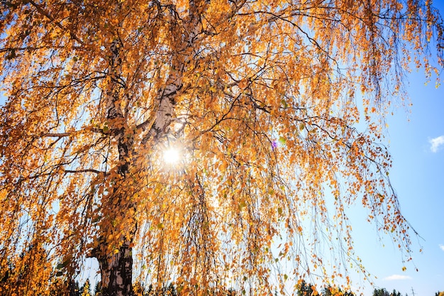 Bosque de abedules de otoño con hojas amarillas