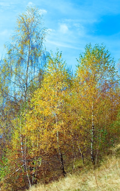Bosque de abedules de otoño soleado en la ladera de la montaña.