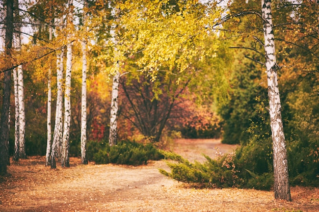 Bosque de abedules otoño