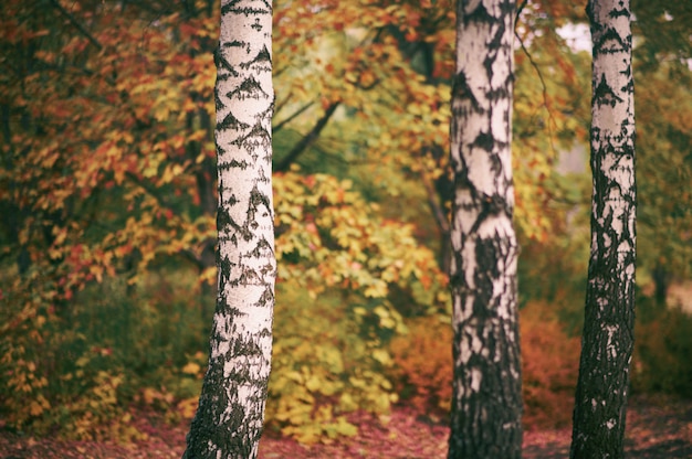 Bosque de abedules otoño