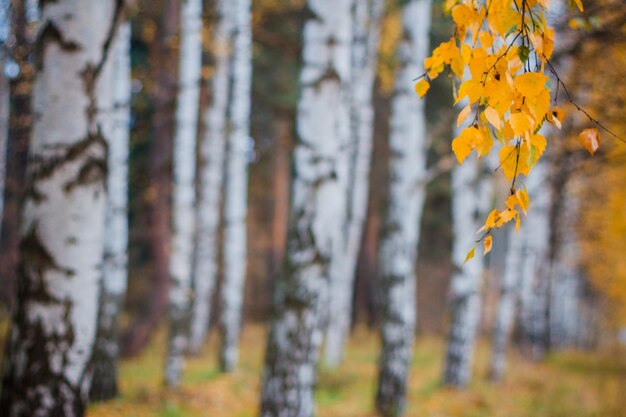 Bosque de abedules de principios de otoño con hojas amarillas