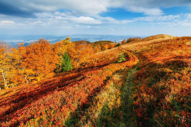 Bosque de abedules en la tarde soleada, mientras que la temporada de otoño