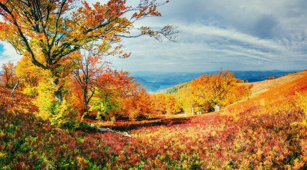 Bosque de abedules en la tarde soleada, mientras que la temporada de otoño