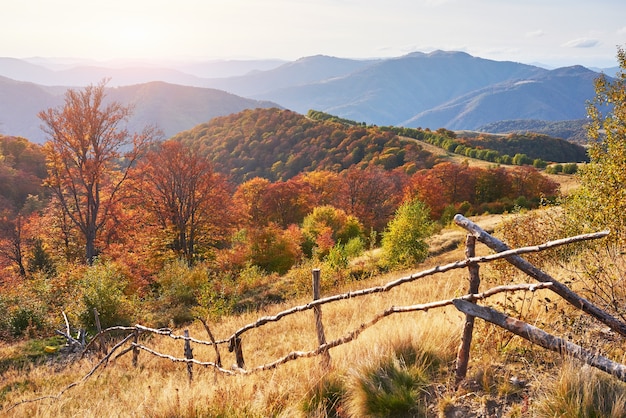 Bosque de abedules en la tarde soleada durante la temporada de otoño.