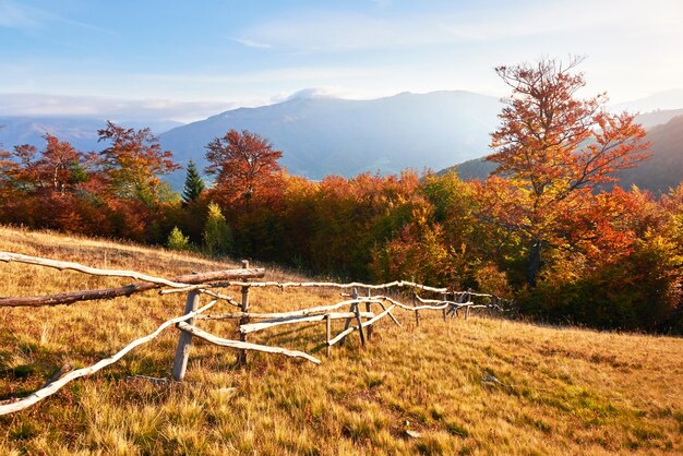 Bosque de abedules en la tarde soleada durante la temporada de otoño.