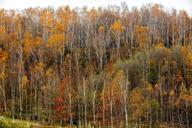 Bosque de abedules en la temporada de otoño, Polonia