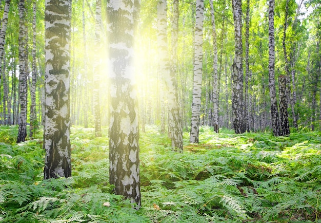 Bosque de abedules de verano con sol