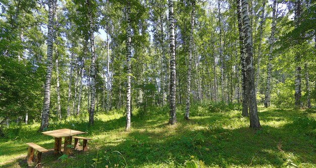 bosque de abedules en verano